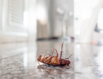 Atenção em casa: presença de baratas pode desencadear doenças inesperadas