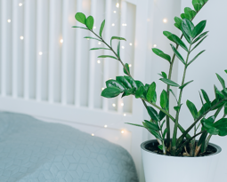 Conheça as melhores plantas para apartamento