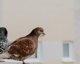 Como controlar os pombos em condomínios?