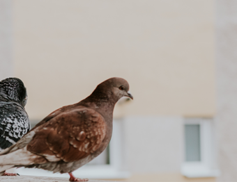 Como controlar os pombos em condomínios?