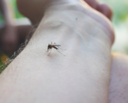 Casos de dengue aumentam 300% e causam 14 mortes no Rio em 2022