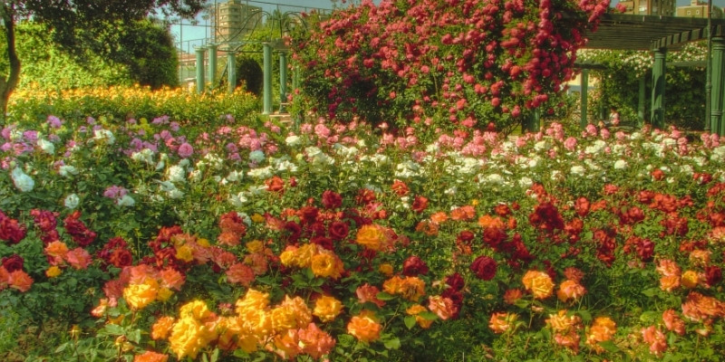 Conheça 5 espécies de flores ideais para áreas comuns de condomínios